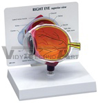 Cutaway Eye Model